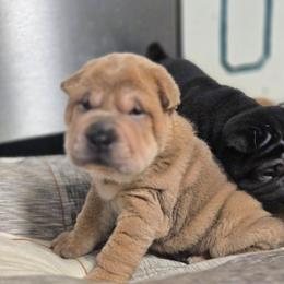 Boy 1 - Isabella dilute male Chinese Shar-Pei puppy in Four Oaks, North Carolina from DCSHARPEI