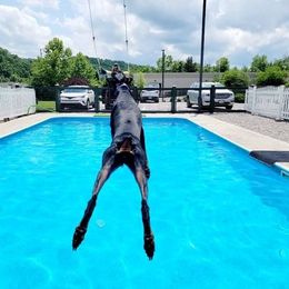 Doberman Pinscher All Grown Up from SolStorm Dobermanns