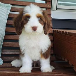 Dazzle - Brown and white female Bernedoodle puppy in Glenford, Ohio from Mi-De Doodles
