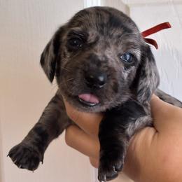 Mary - Dapple female Dachshund puppy in Springfield, Tennessee from Savannah’s Doxie Palace