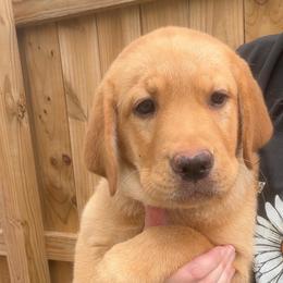 Butter - Yellow female Labrador Retriever puppy in Archer Lodge, North Carolina from Archer Lodge Labradors