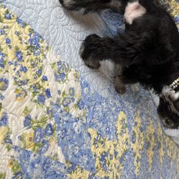 Miniature Schnauzer Puppies from The BrickHouse Miniature Schnauzers