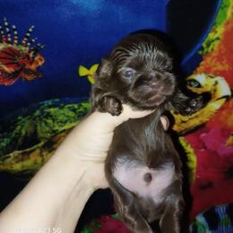 Brody - Chocolate male Shih Tzu puppy in Arcadia, Florida from Kitsune Cuddles and kisses
