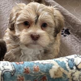 Gold boy - Gold male Havanese puppy in East Lansing, Michigan from VanCort's Happy Havanese