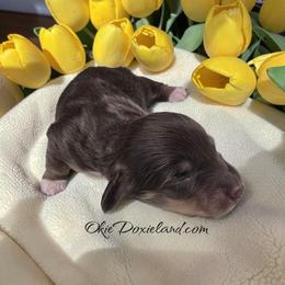 Sully - Chocolate and cream male Dachshund puppy in Oklahoma City, Oklahoma from OkieDoxieland Dachshunds