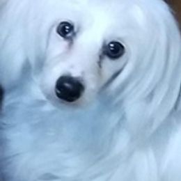 Dachshunds from Cindy Allen's Dachshunds