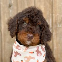 Heath - Boy 1 - Phantom male Bernedoodle puppy in Bellville, Ohio from Bernedoodle Buddies