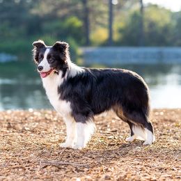 Iris - Border Collie