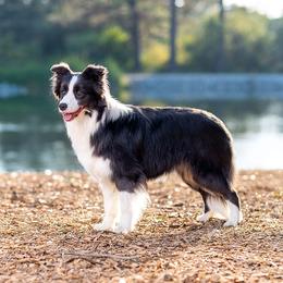 Iris - Border Collie