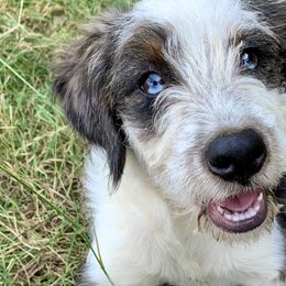 Aussiedoodles and Bernedoodles from Clemleth Aussiedoodles