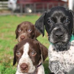 German Shorthaired Pointer and Greater Swiss Mountain Dog Puppies from Suma Kennels