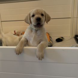 Labrador Retriever Puppies from Lucy’s Labradors