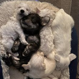 Miniature Schnauzers from Johnson Schnauzer’s