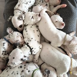 Dalmatian Puppies from City Dals