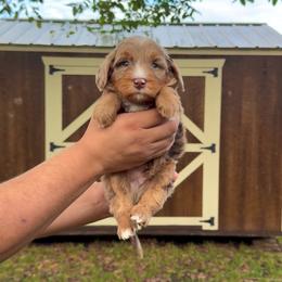 Benny - Tri-color male Bernedoodle puppy in Greenville, Texas from Doodles of Promise