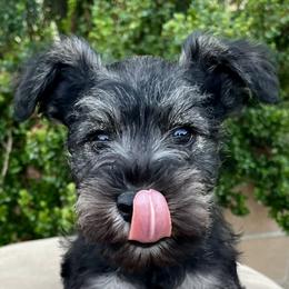 Giant Schnauzer and Miniature Schnauzer Puppies from My Angel Schnauzers