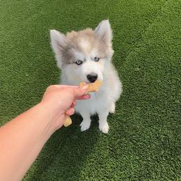Siberian Husky Puppies from First Frost Kennels