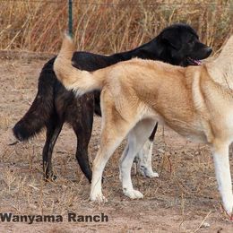 Fable - Anatolian Shepherd Dog