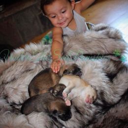 Pomsky Puppies from Under The Sea Pomskies