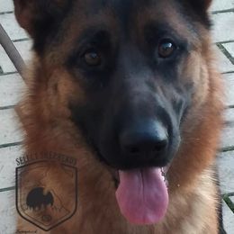 Krümmel  - German Shepherd