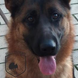 Krümmel  - German Shepherd
