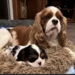 Cooper Lafever - Cavalier King Charles Spaniel
