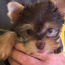Puppy 6 - Chocolate and tan female Yorkshire Terrier puppy in Elizabeth, Indiana from Dwayne’s Yorkshire Terriers