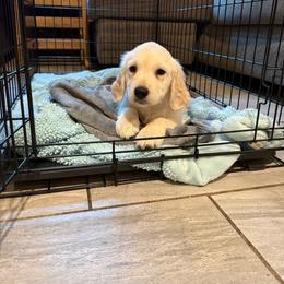 Layla - Light golden female Golden Retriever puppy in Waddell, Arizona from Sunshine Mountain Retrievers