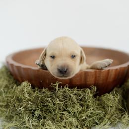 Haze - Yellow male Labrador Retriever puppy in Allons, Tennessee from UC Labradors LLC
