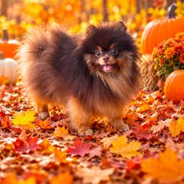 Milo - Chocolate and tan male Pomeranian puppy in Hand Place, Idaho from Idahoan Poms