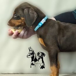 Doberman Pinschers from Jackson's Kennel