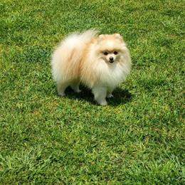 Frosty - Pomeranian