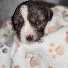 Eclair - Blue female Companion Cross puppy in Decatur, Illinois from Petite Pups