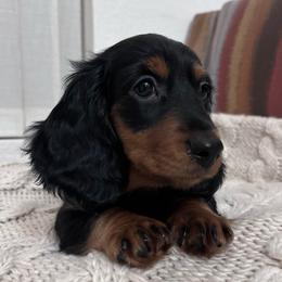 Slinky - Black and tan male Dachshund puppy in Mesa, Arizona from Ruby Desert Doxies