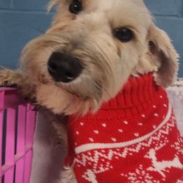 Nix - Miniature Schnauzer