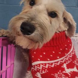 Nix - Miniature Schnauzer