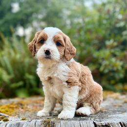 Gus Gus (Red Collar) - Red male Bernedoodle puppy in Stanwood, Washington from Butter Cup Pups and Paws