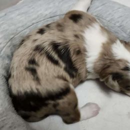 Girl 3 - Miniature Australian Shepherd puppy from Willow Flats Kennels