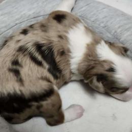 Girl 3 - Miniature Australian Shepherd puppy from Willow Flats Kennels