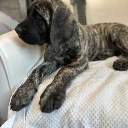 Mastiff Puppies from MLJ Mastiffs Florida