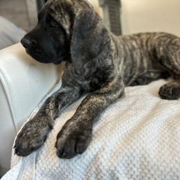 Mastiff Puppies from MLJ Mastiffs Florida