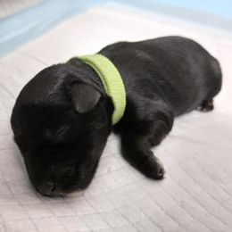 Girl 2 - female Miniature Schnauzer puppy in Hurst, Texas from SSPuppy - Sophisticated Schnauzers