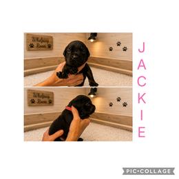Girl 6 - Black female Cane Corso puppy in Scott County, Tennessee from Nuovo Inizi Kennels
