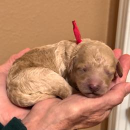 Pink Girl - Cream female Goldendoodle puppy in Kitsap County, Washington from Amazing Grace Doodles