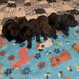 Boy 1 - Black brindle Cane Corso puppy in Linden, Texas from Da Boyz Cane Corso