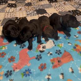 Boy 1 - Black brindle Cane Corso puppy in Linden, Texas from Da Boyz Cane Corso