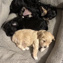 Blonde - Cream female Assorted Doodle Crosses puppy in Redford, Michigan from C.C.’s Miniature Poodles