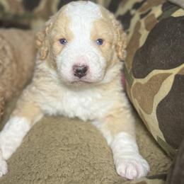 WINCHESTER - Red male Bernedoodle puppy in Corpus Christi, Texas from The Henke Doodles
