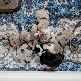 Boy 3 - Blue merle and white Cardigan Welsh Corgi puppy in Franklin, North Carolina from Smoky Tails Corgis