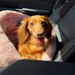 Autumn - Dachshund